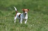 JACK RUSSEL 066